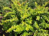 Berberis x media 'Dual Jewel ® ' 